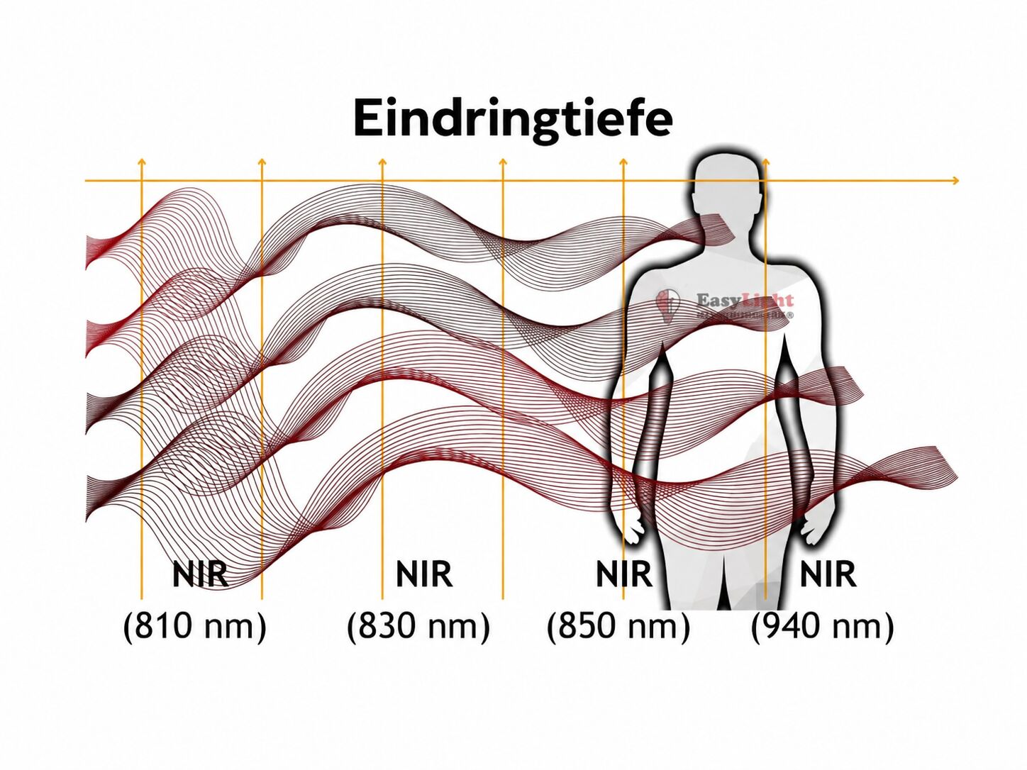 Grafik zur Eindringtiefe von Nahinfrarotlicht (NIR) mit 810 nm, 830 nm, 850 nm und 940 nm in den Körper, dargestellt als Wellen vor einer Körpersilhouette