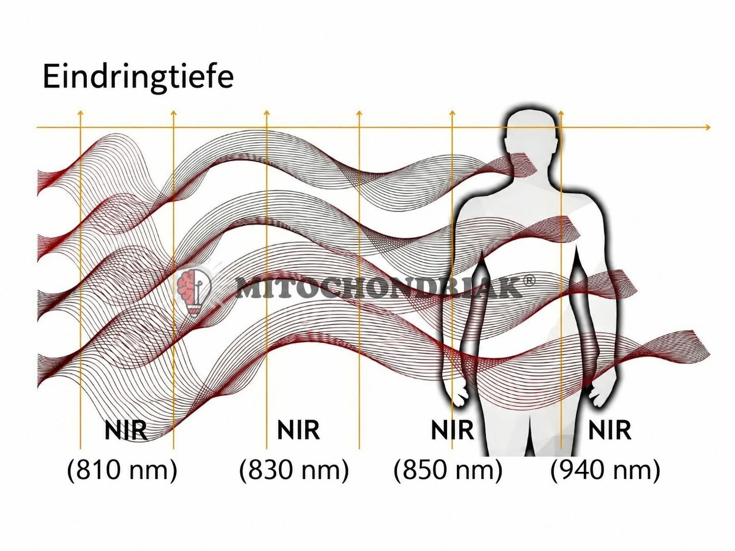 Grafik zur Eindringtiefe von Nahinfrarotlicht (NIR) mit 810 nm, 830 nm, 850 nm und 940 nm in den Körper, dargestellt als Wellen vor einer Körpersilhouette