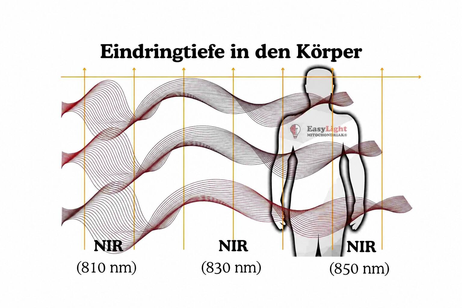 Grafik zur Eindringtiefe von Nahinfrarotlicht (NIR) mit 810 nm, 830 nm und 850 nm in den Körper, dargestellt als Wellen vor einer Körpersilhouette