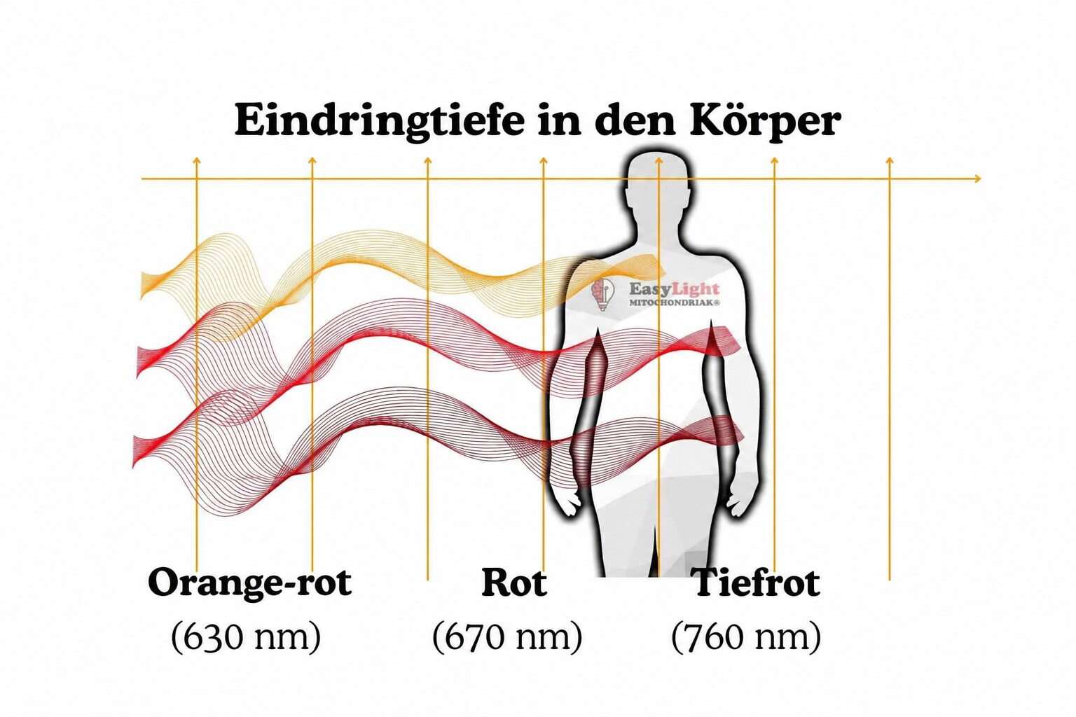 Grafik zur Eindringtiefe von Rotlicht in den Körper: Orange-rot (630 nm), Rot (670 nm) und Tiefrot (760 nm) als Wellen vor einer Körpersilhouette