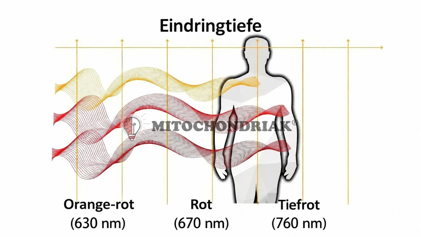 Grafik zur Eindringtiefe von Rotlicht in den Körper: Orange-rot (630 nm), Rot (670 nm) und Tiefrot (760 nm) als Wellen vor einer Körpersilhouette