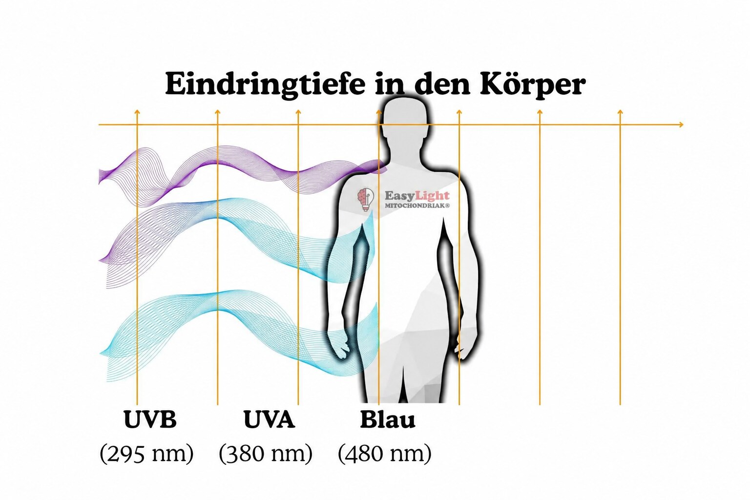 Grafik zur Eindringtiefe von UVB (295 nm), UVA (380 nm) und blauem Licht (480 nm) in den Körper, dargestellt als Wellen vor einer Körpersilhouette